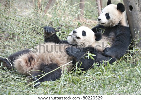 two Giant panda are eating bamboo leaves.