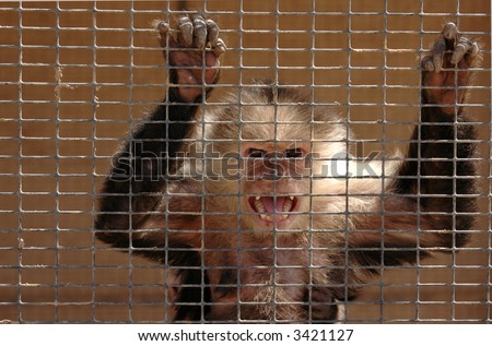 An angry capuchin monkey in a cage bears his teeth in anger.