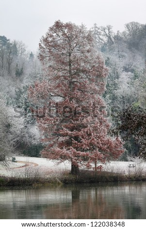 Frost covered tree by the River Thames in England