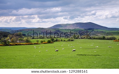 A Rural Landscape in Shropshire, England with rolling hills and grazing sheep