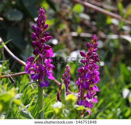 Early Purple Orchid on the Island of Guernsey