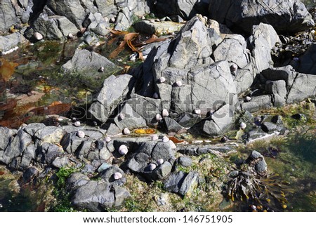 Coastal Rock Pool with barnacles and limpets clinging to the rocks