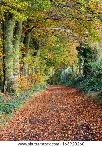 Late Autumn Woodland Scene In Rural England With Beech Trees Lining A Footpath