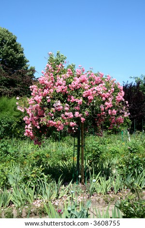 Pink Flowering Rose Tree