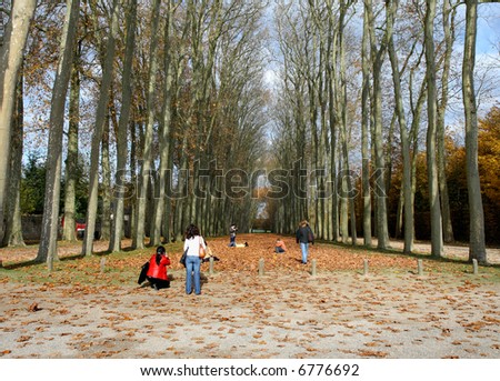 Autumn on an avenue of Trees in a Paris Park