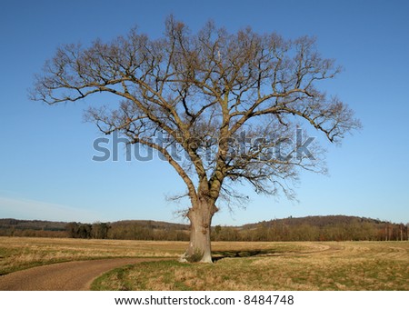 English landscape with a lonely Oak Tree set against a clear blue Winters Sky and a meandering lane passing by