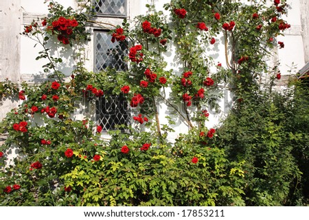 An English Country Garden with flowers climbing up a the wall of a timber framed house