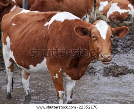 Winter scene of Cattle Grazing in a Muddy field in England