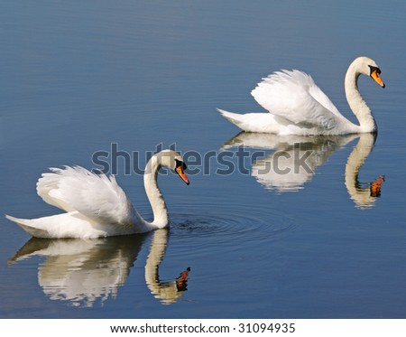 A Pair of graceful white swans and their reflections on a calm lake