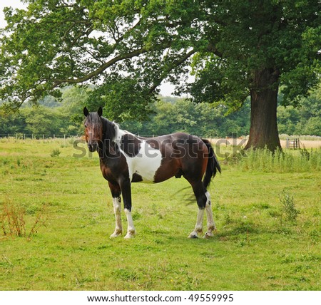 brown and white horses. Brown and White Horse