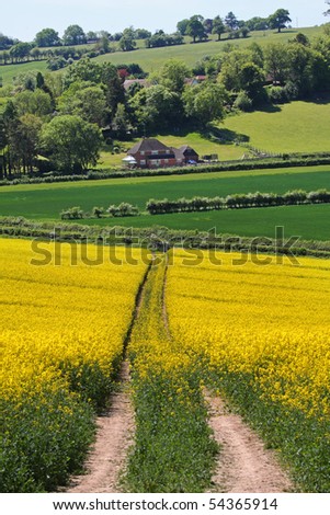 An English Rural Landscape with fields of Yellow flowering Rapeseed