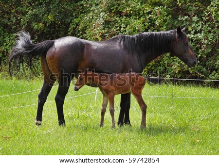 Bay Horse with her newly born Foal in an english meadow