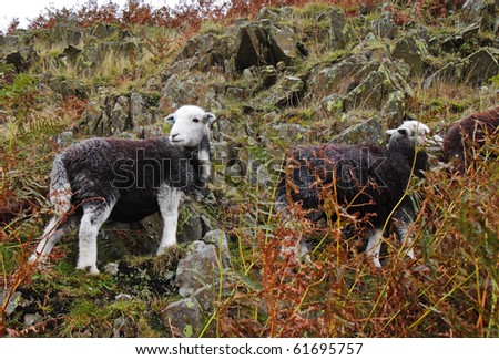 Grazing Herdwick Sheep amongst the heather and gorse on English Moorland