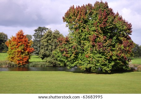 Autumn colors of a Liquidamber Tree (Chinese Sweet Gum ) in an English Park
