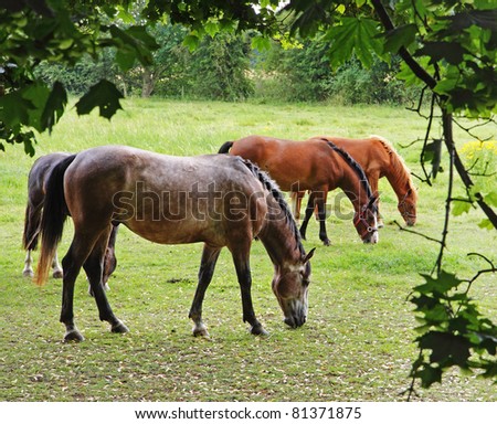 A row of three young Horses grazing in a field