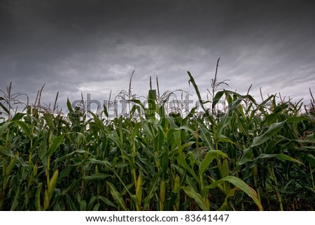 The picture shows a cornfield and rain clouds.