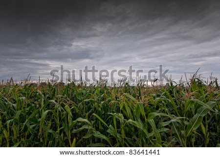 The picture shows a cornfield and rain clouds.