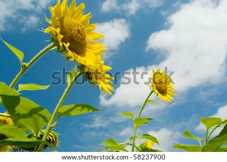 Three sunflowers against the sky with clouds