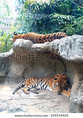 Two tigers sleep on a rock in zoo