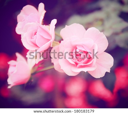 Pink rose in garden with retro filter effect