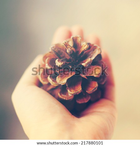 Hand holding pine cone with retro instagram filter effect