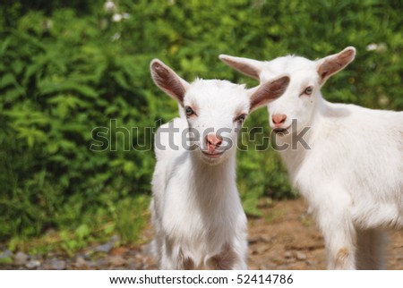 smiling little goats