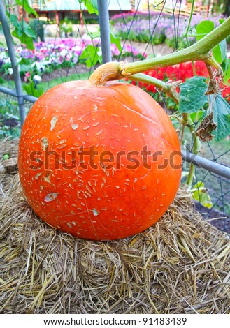 Big pumpkin on farm ground