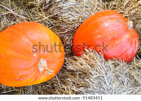 two big orange pumpkins on farm ground