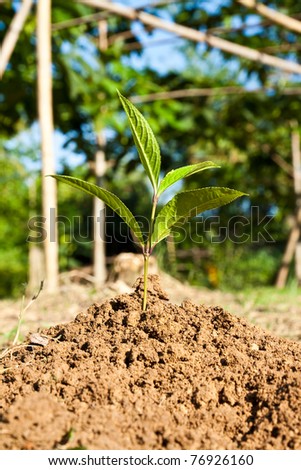 Young plant on the soil, in the future will become to the tree