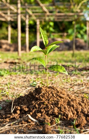 Young plant on the soil, in the future will become to the tree