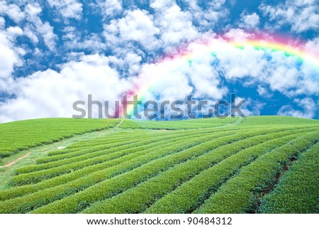 green garden andblue sky with rainbow