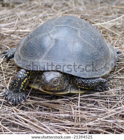 River turtle walk on hay