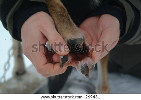 checking dogs feet