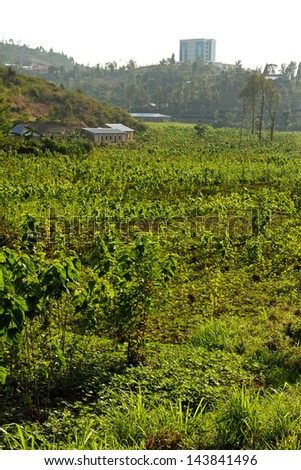 African crops growing on a farm set in a valley between hills in Kibuye, Rwanda, Africa