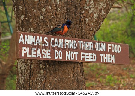A do not feed the animals sign with a Hildebrandt's Starling perched on top