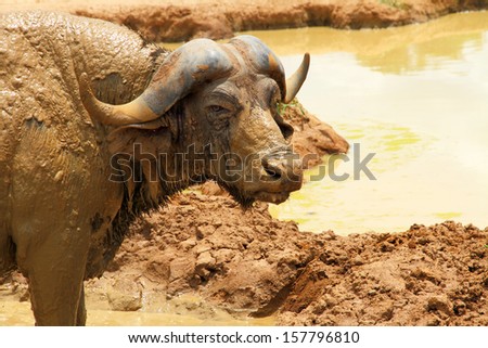 A very muddy cape buffalo stares at the camera.