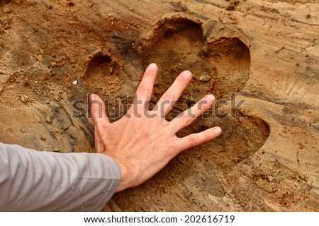 A man places his hand inside a hippopotamus foot print to show the size comparison.