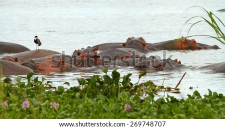 A group of hippopotamusses sleeping together in the nile river among the water plants in the foreground.  A lone bird perches on top of one hippopotamus.