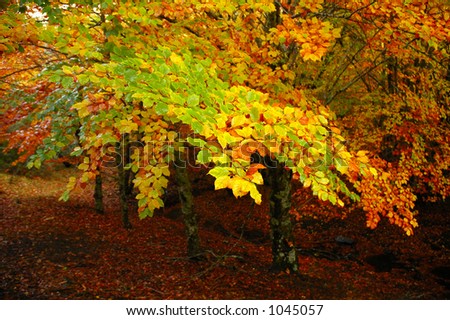 diversity of colors on the leafs of the trees on autumn