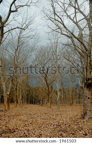 An approaching storm in a deciduous forest in late autumn