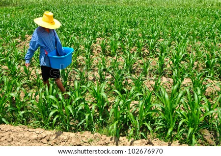Fertilizing corn farmers.