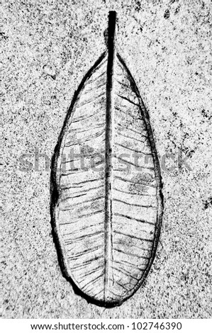 Leaves in low relief on the cement floor.It is black and white.