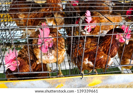 Chickens eggs on the  local farm, Thailand.