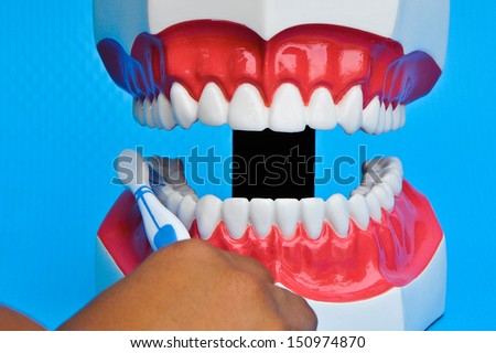 Showing how to brush teeth on a model on blue background(Focus on brush and teeth)
