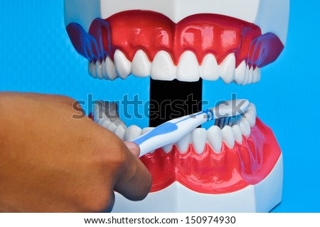 Showing how to brush teeth on a model on blue background(Focus on brush and teeth)