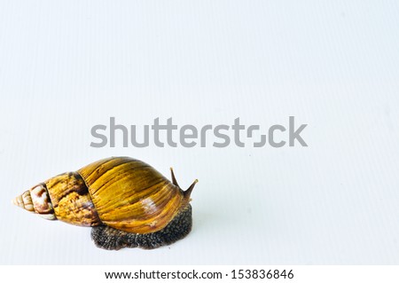 Crawling snail isolated on white background with white space for advertising.