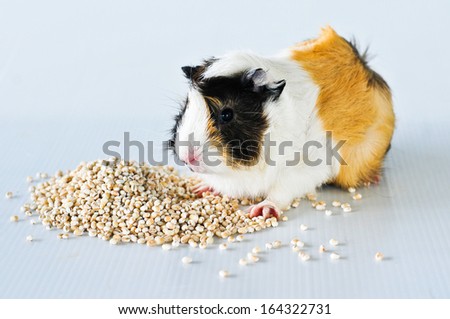 Cute guinea pig having meal isolated on white. Have space for text.