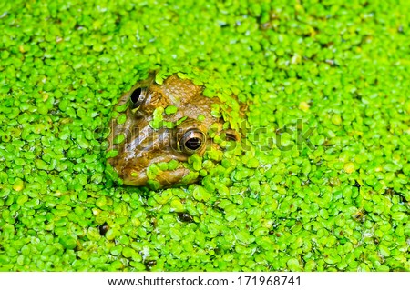 Frog in a pond surrounded by duckweed .
