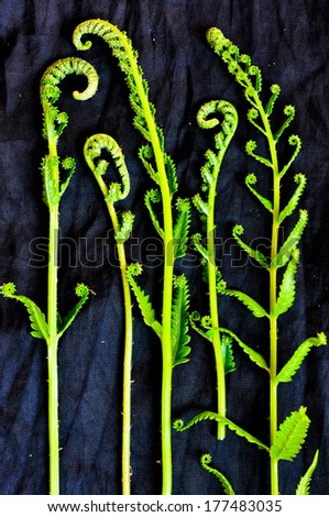 Young fern plants on black background; spiral shape are typical on young plants