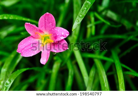 Pink flower after the rain, water drops on petals.